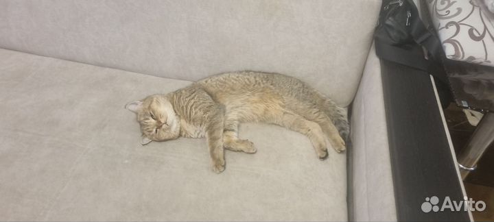 Кот Британская Шиншила Вязка