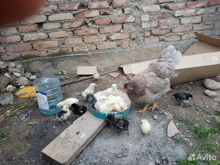 Курица и цыплята