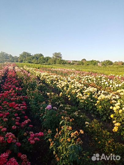 Саженцы и розы