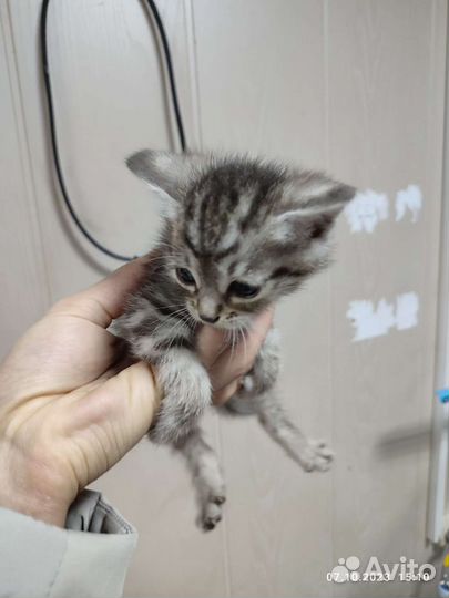 Кошка в дар бесплатно