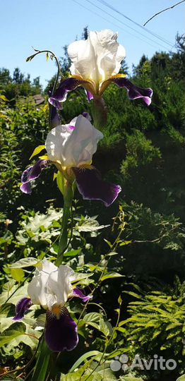 Ирис, Вабаш