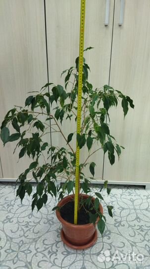 Фикус бенджамина