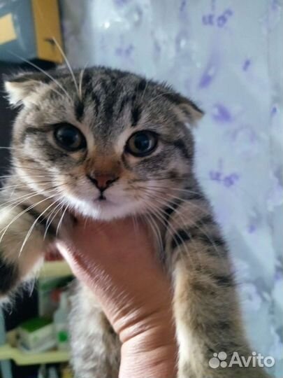 Шотландская вислоухая