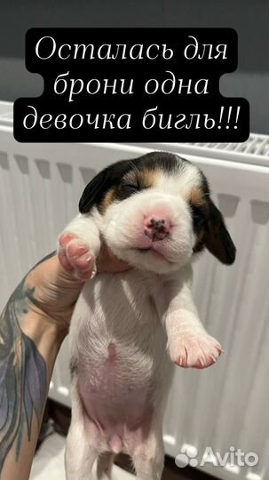 Щенки бигль