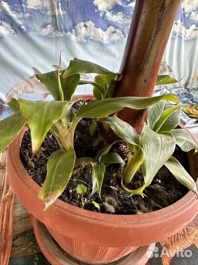 Банан комнатный