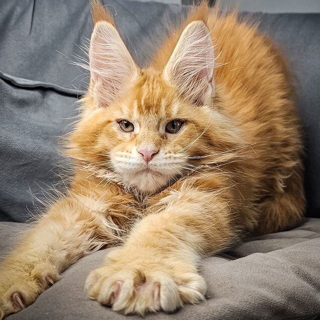 Мейн-кун котёнок
