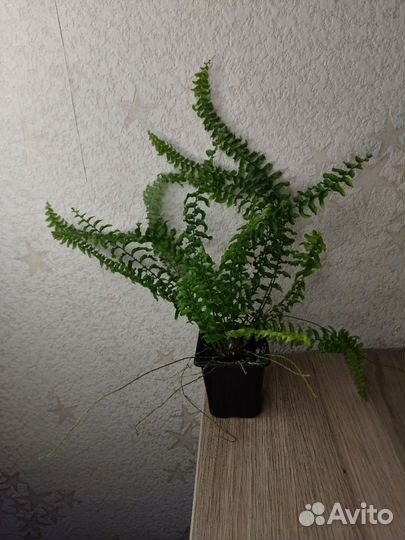 Папоротник