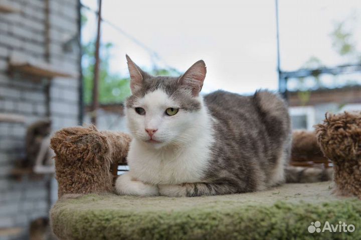 Котик Шекель
