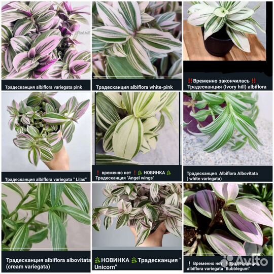 Традесканции Сортовые 90 сортов