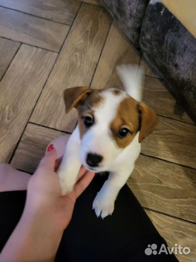 Щенок джек Рассел терьер девочка
