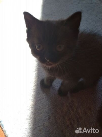 Кошки в добрые руки