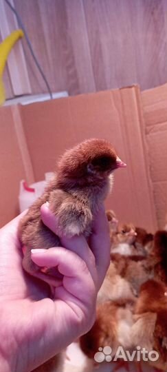 Кучинская юбилейная инкубационное яйцо