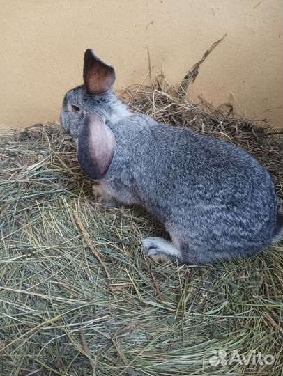 Кролики фландр/шиншила 7-8-9-10 месяцев