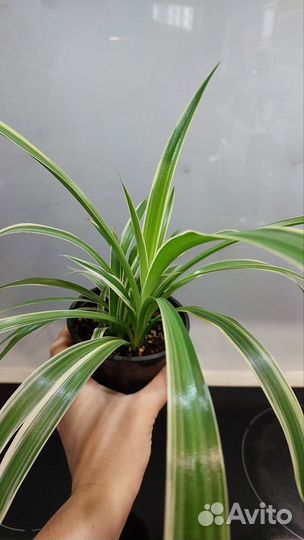 Комнатные цветы Хлорофитум и панданус