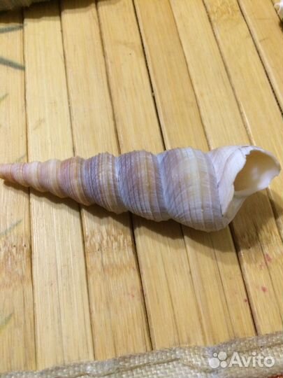 Раковины Индийский океан