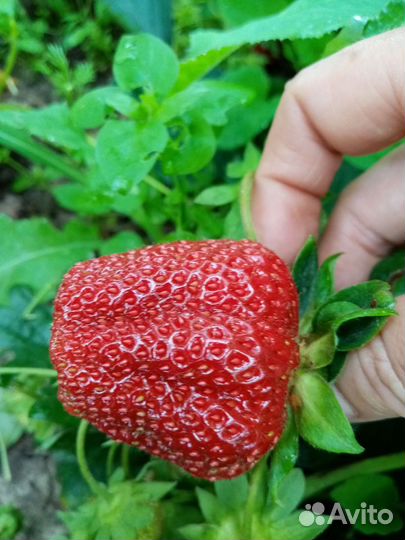 Рассада Клубники