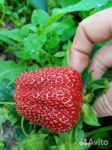 Рассада Клубники