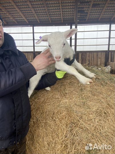 Катумские бараны