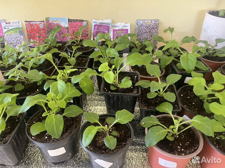 Цветы садовые