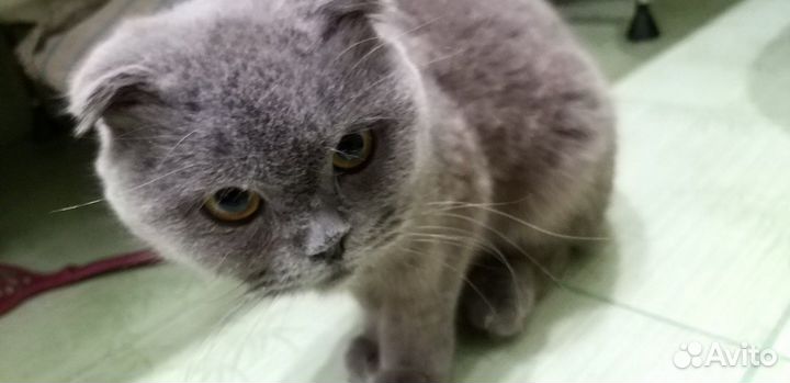 Британская кошечка в дар
