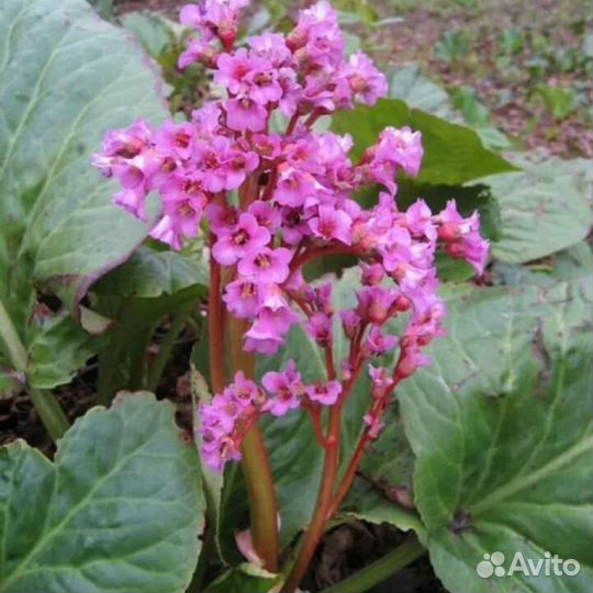 Бадан (Бергения) Слоновьи уши