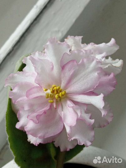 Фиалки(лист)