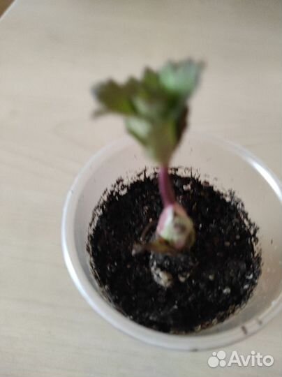 Редкие растения для сада