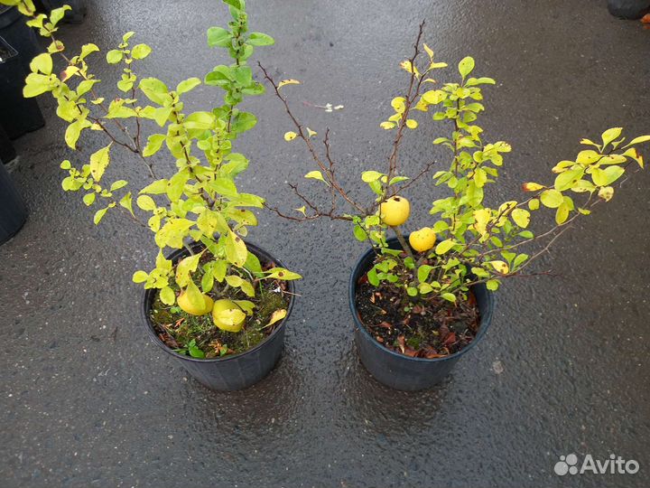 Бересклет крылатый Ива Хакуро Нишики Айва японская