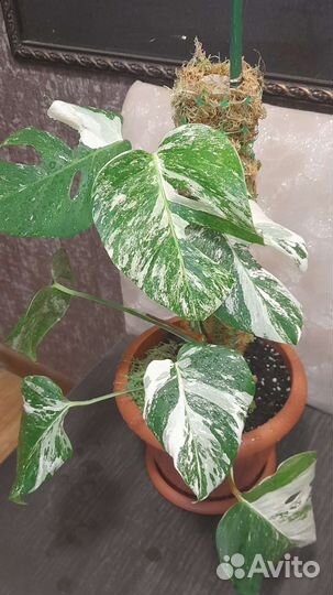 Монстера вариегатная