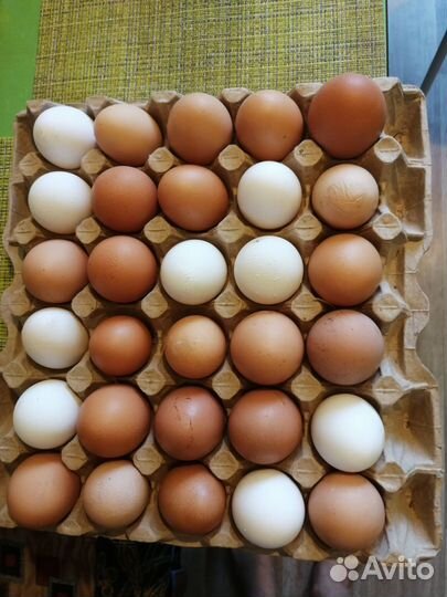Домашние куриные яйца