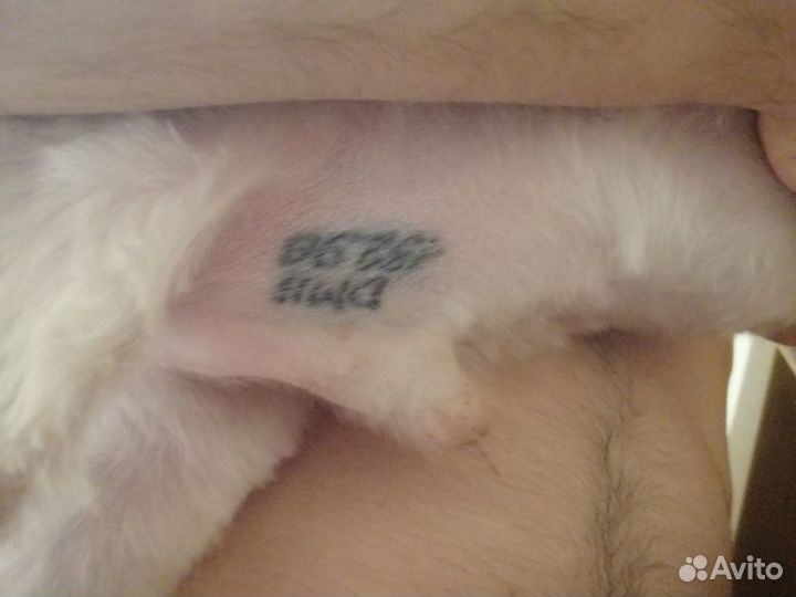 Вязка мальтезе