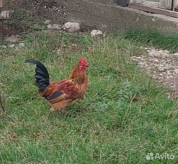 Китайские курицы