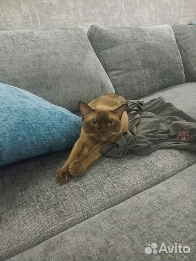 Вязка бурманский кот