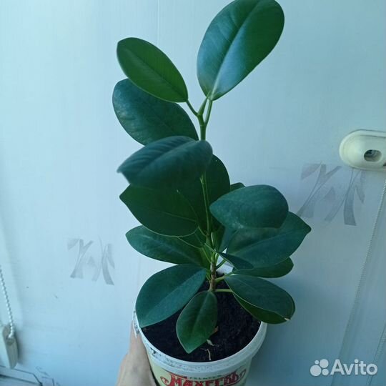 Фикус микрокарпа мокламе