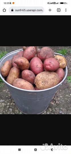 Продам картофель