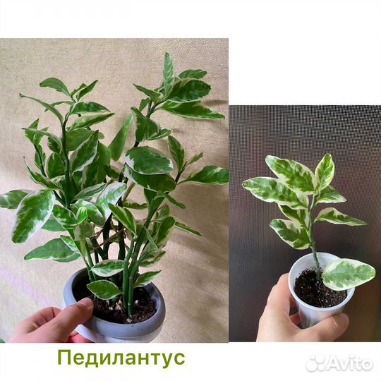 Комнатные растения,цветы.Сциндапсус,бегонии