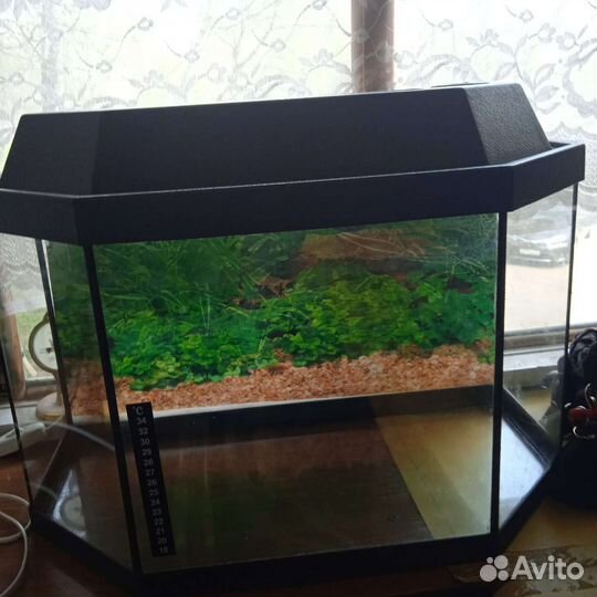 Аквариум