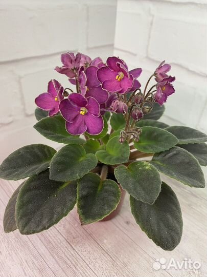 Фиалка мини Hanter's Taste of her Kiss