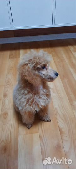 Миниатюрный пудель РКФ