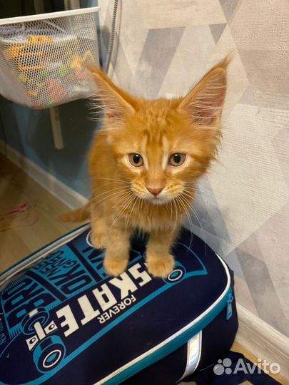 Мейн-кун кот