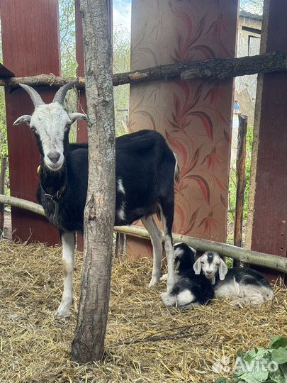 Коза козлята ламанча