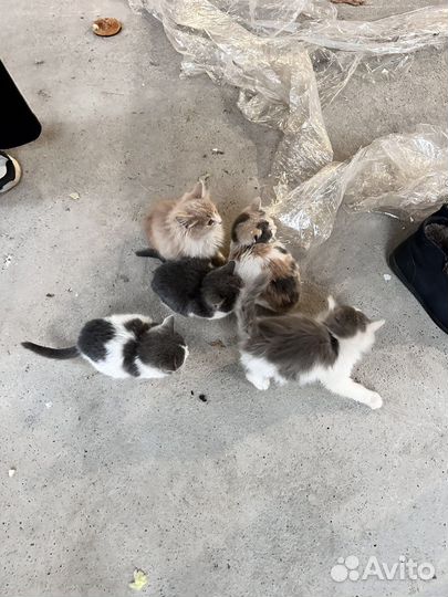 Котята в добрые руки