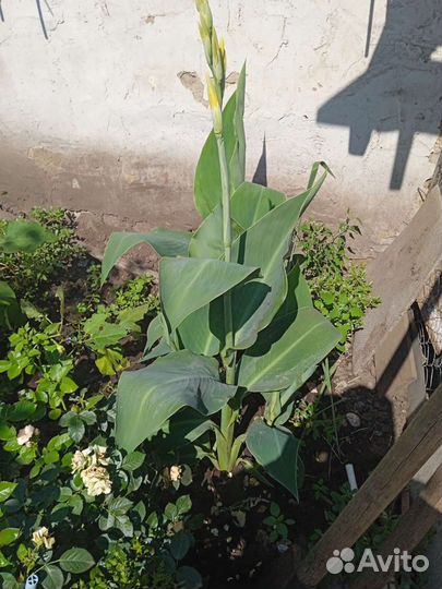 Цветы канны