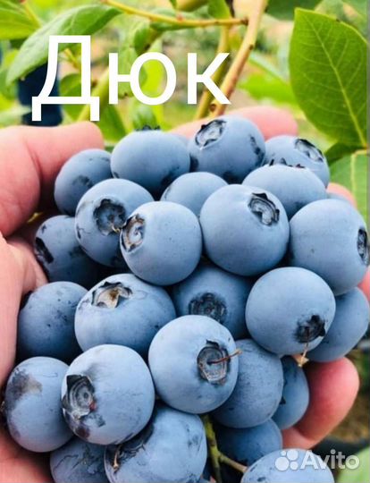 Саженцы Голубики