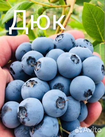 Саженцы Голубики купить в Калининграде | Товары для дома и дачи | Авито