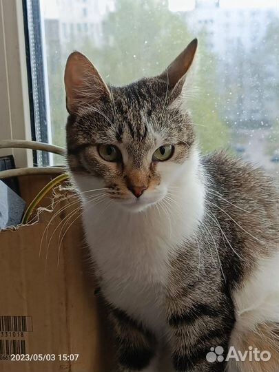 Кошка