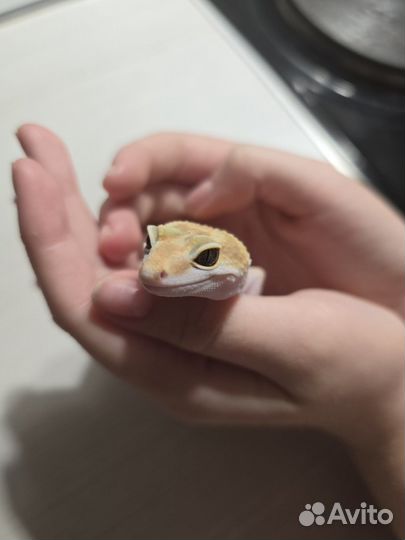 Ящерица эублефар