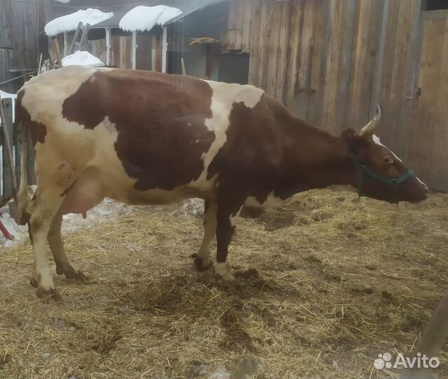Продам телочку