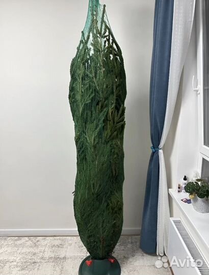 Ель живая с доставкой