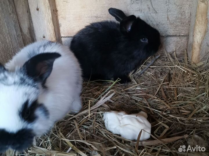 Крольчата